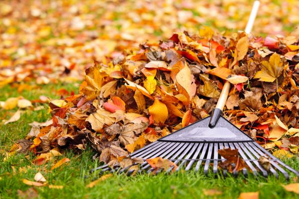 Cost of Leaves Removal in Albuquerque