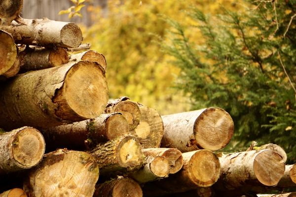Cost of Wood Pile Removal in Albuquerque