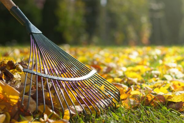 Cost of Leaf Raking Service in Albuquerque