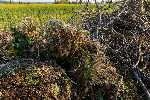 Cost of Brush Disposal in Albuquerque