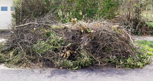 Cost of Tree Limb Cleanup in Albuquerque