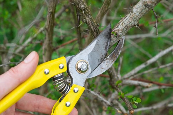 Cost of Limbs Removal in Albuquerque