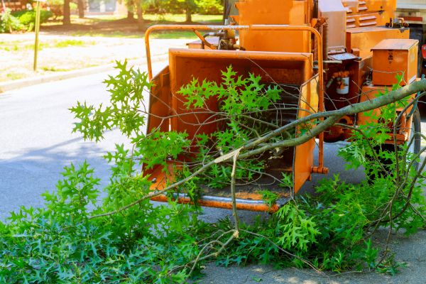 Cost of Tree Branches Removal in Albuquerque