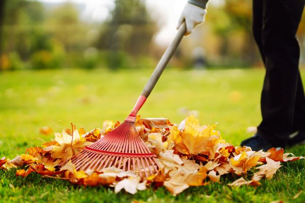 Cost of Ditch Leaf Removal in Albuquerque