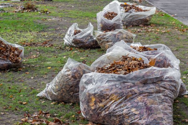 Cost of Leaf Pile Disposal in Albuquerque