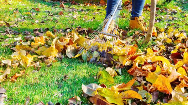 Cost of Lawn Cleanup Service in Albuquerque